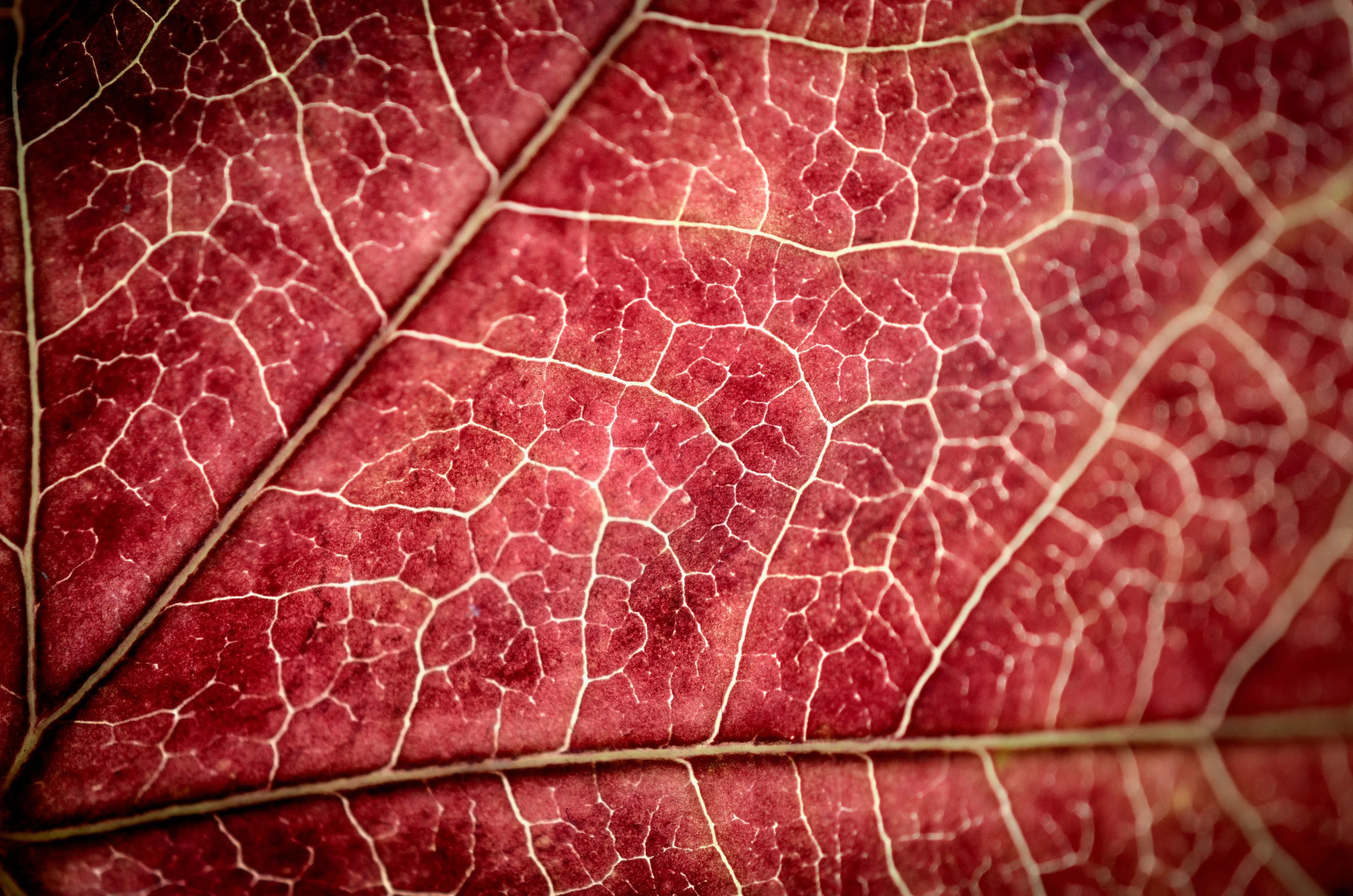 Krampfadern-Hausmittel-Naturheilkunde-gegen-Krampfadern - ELIXR