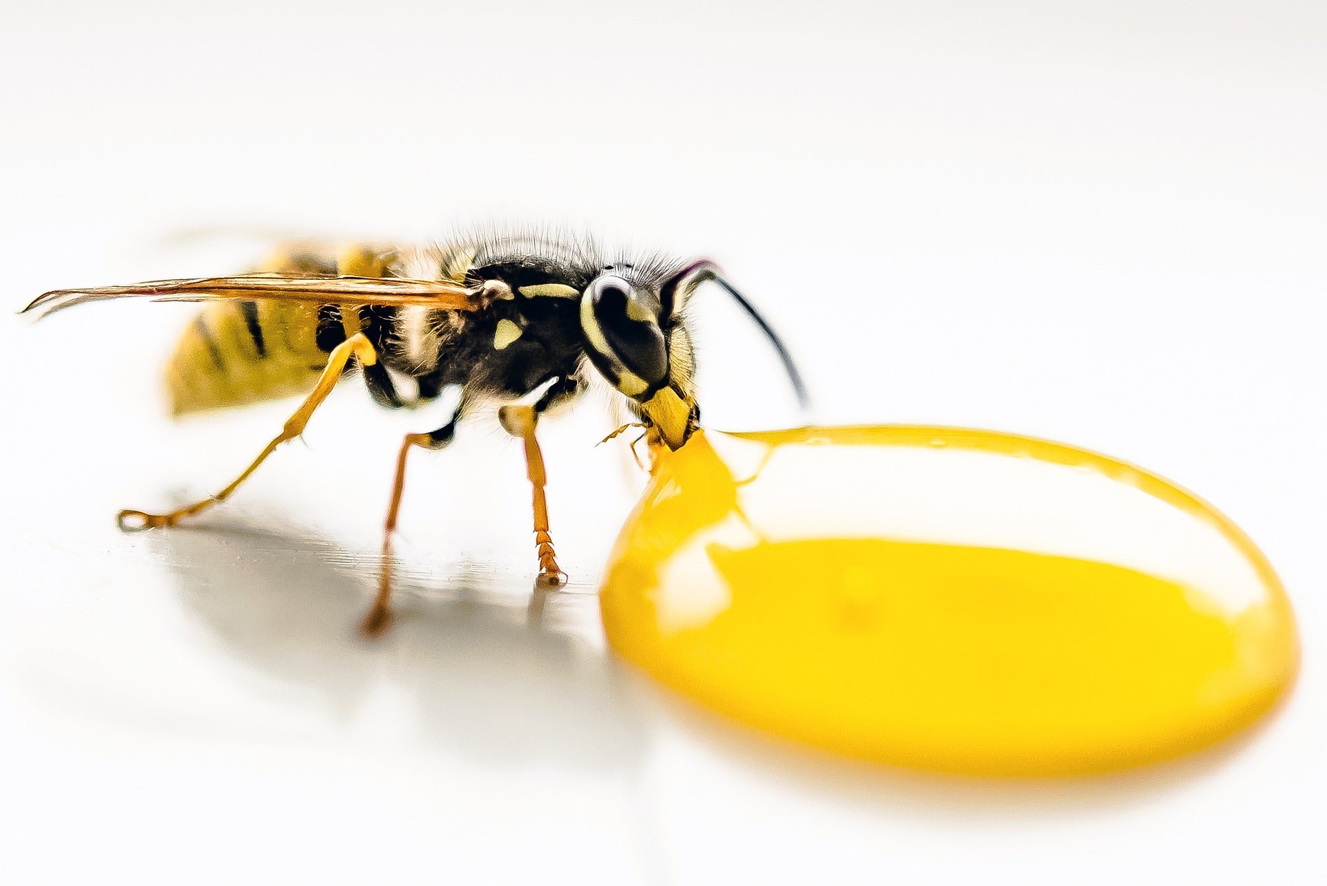 Was hilft gegen Wespen: Wespen loswerden