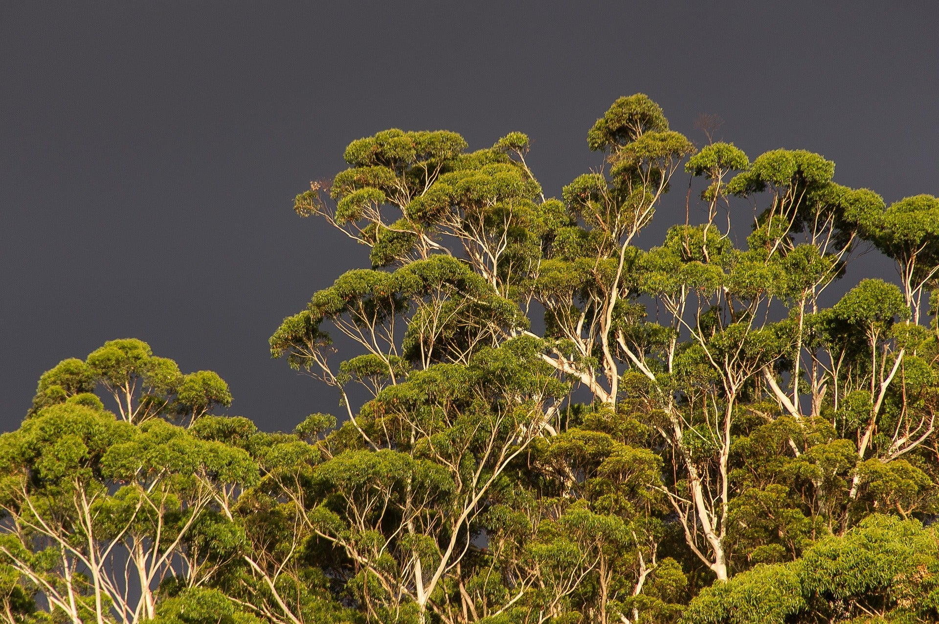 Eukalyptusöl inhalieren: Befreiung für Geist und Atemwege
