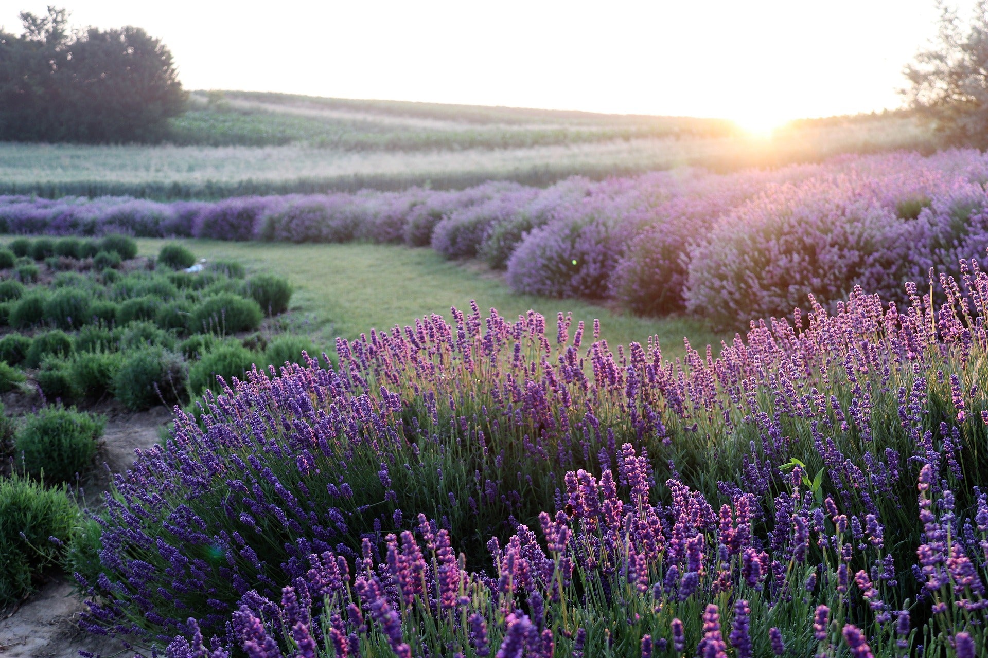 Lavendelöl Wirkung: Was kann die violette Wunderblüte aus Frankreich?