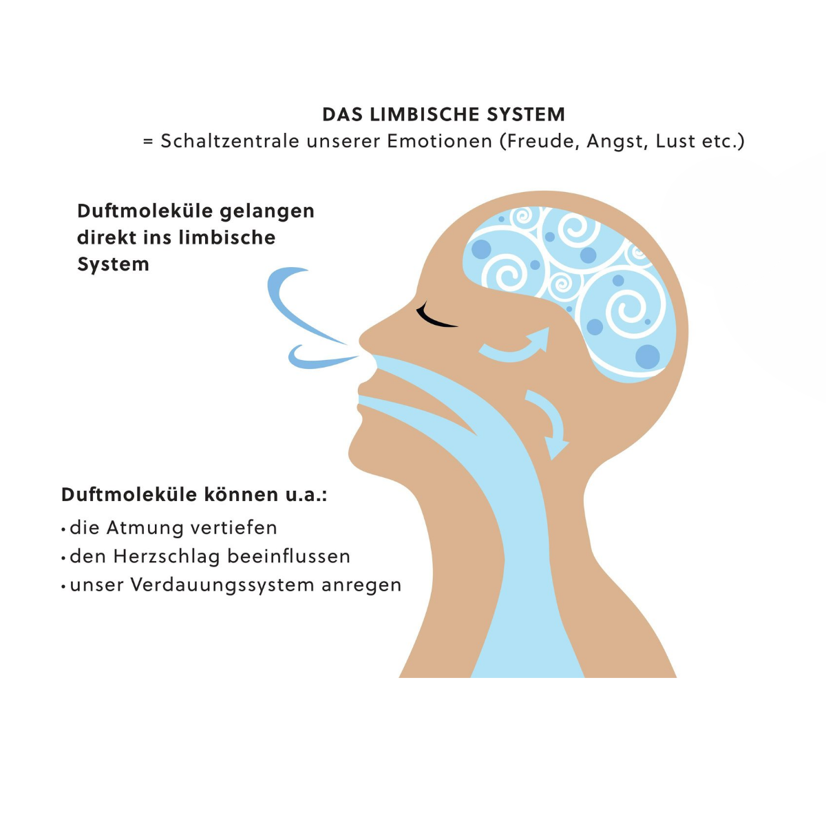 limbisches system